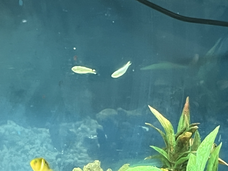 海水魚