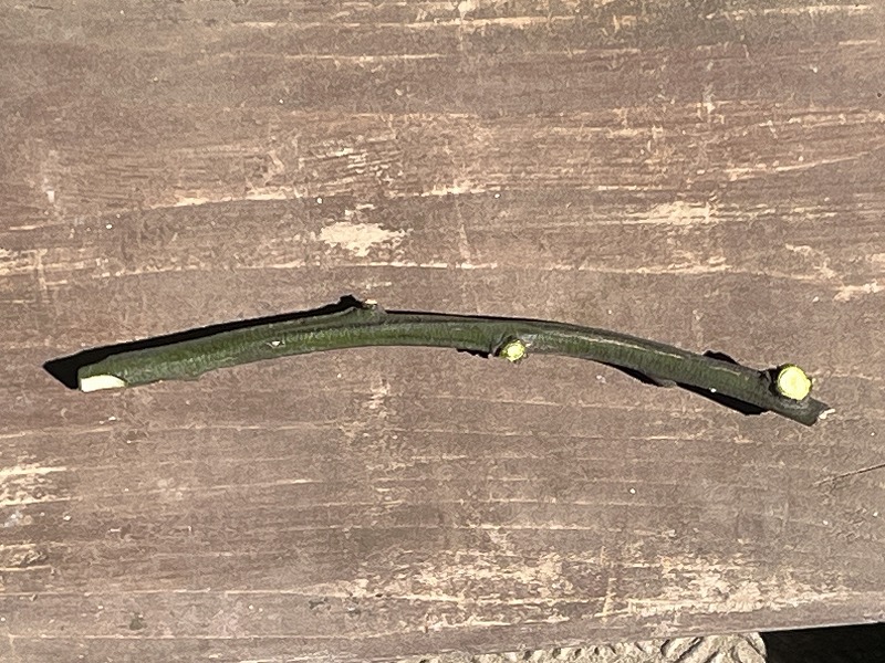 ミカンの接ぎ木