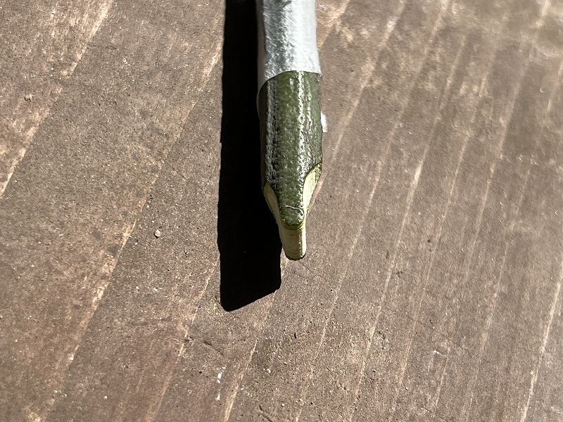 ミカンの接ぎ木