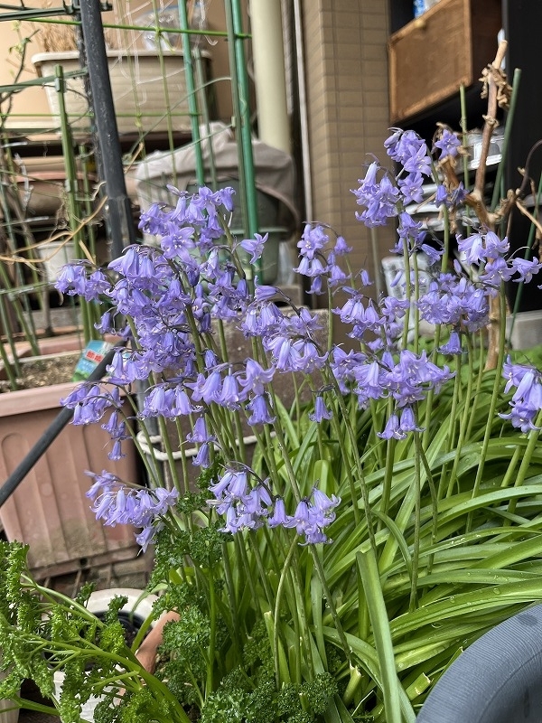 ツリガネズイセン