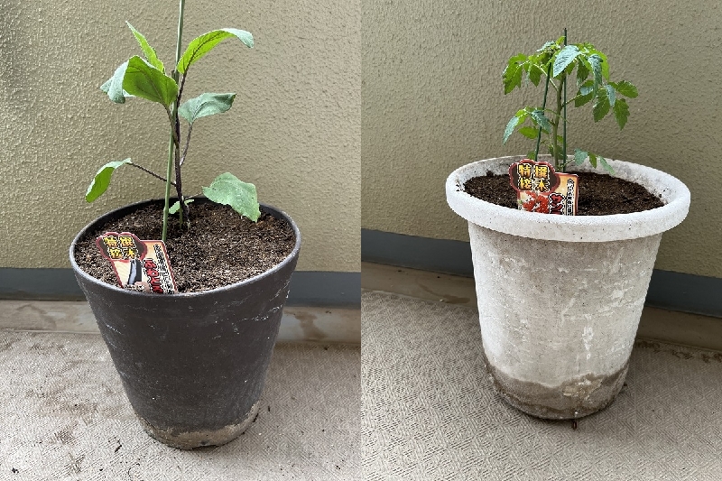 ナスとミニトマト