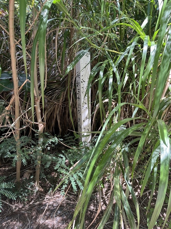 北大東島 中野のダイトウビロウ林