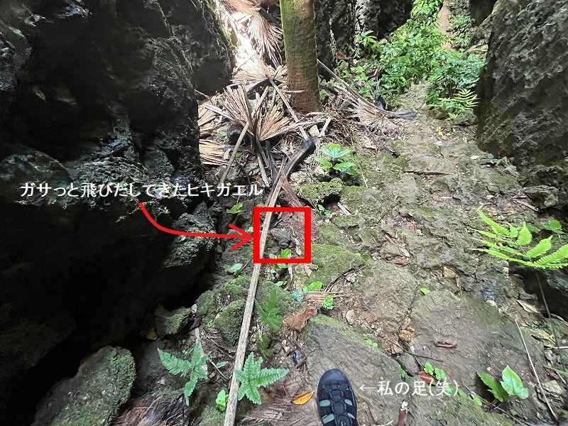 南大東島　バリバリ岩　ミヤコヒキガエル