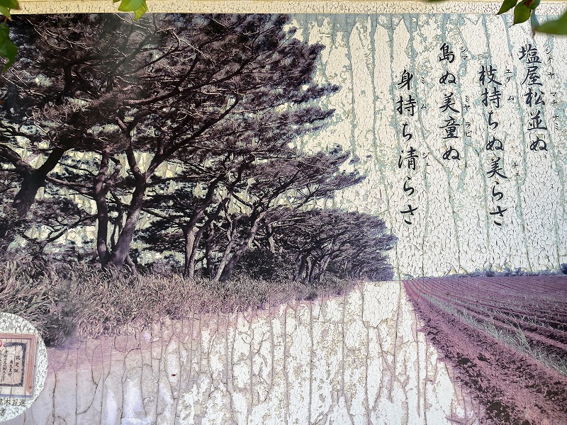 南大東島　塩屋の松並木