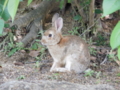 f:id:twincanon:20110603093244j:image:medium