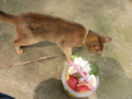 f:id:twincanon:20110603093616j:image:medium