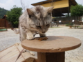 f:id:twincanon:20110603094714j:image:medium