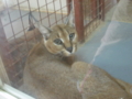 f:id:twincanon:20110603095032j:image:medium