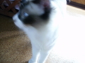 f:id:twincanon:20110603101116j:image:medium