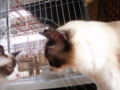 f:id:twincanon:20110603101124j:image:medium