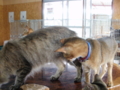 f:id:twincanon:20110603101309j:image:medium