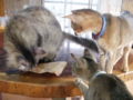f:id:twincanon:20110603101316j:image:medium