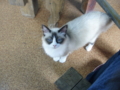 f:id:twincanon:20110603101326j:image:medium