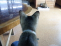 f:id:twincanon:20110603101345j:image:medium