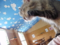 f:id:twincanon:20110603101444j:image:medium