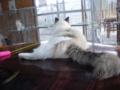 f:id:twincanon:20110603101455j:image:medium