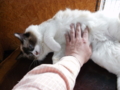 f:id:twincanon:20110603102536j:image:medium