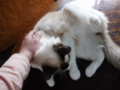f:id:twincanon:20110603102544j:image:medium