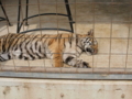 f:id:twincanon:20110603102749j:image:medium