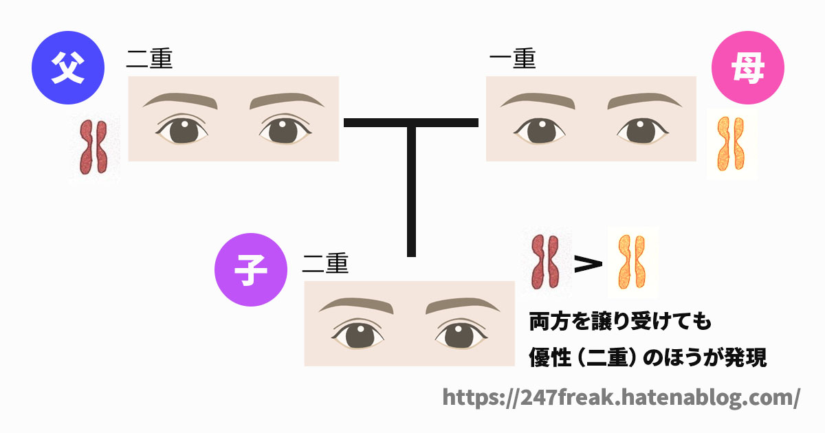 鬼滅 不死川玄弥 煉獄千寿郎 呼吸 使えない 理由 遺伝 煉獄杏寿郎 不死川実弥 遺伝子 DNA 日輪刀 