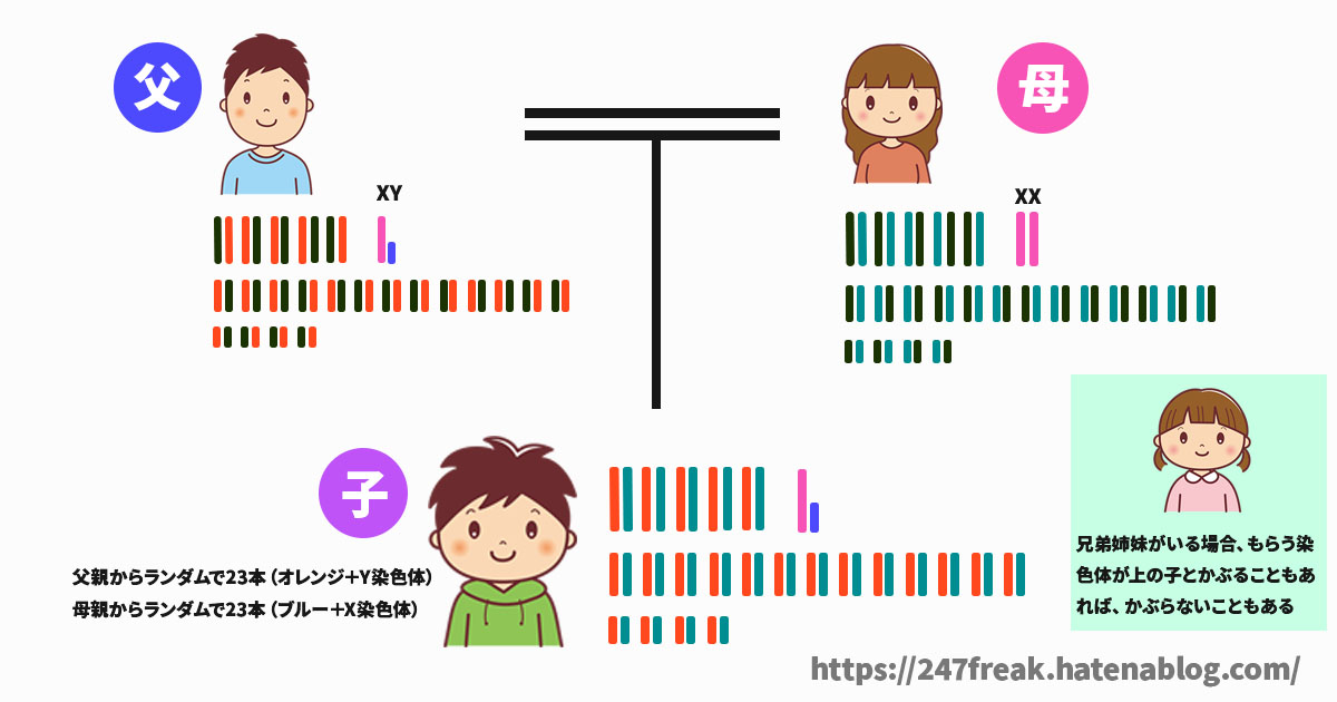 鬼滅 不死川玄弥 煉獄千寿郎 呼吸 使えない 理由 遺伝 煉獄杏寿郎 不死川実弥 遺伝子 DNA 日輪刀 