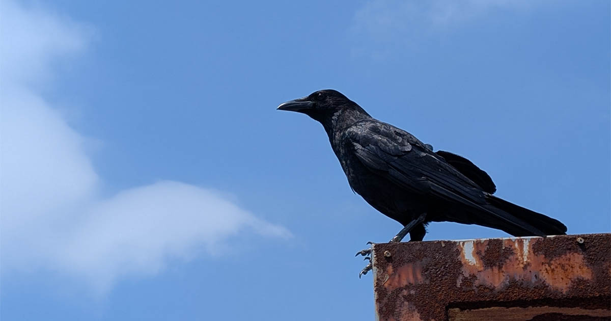 鬼滅の刃 鎹鴉の寿命は？カラスは何年生きる？