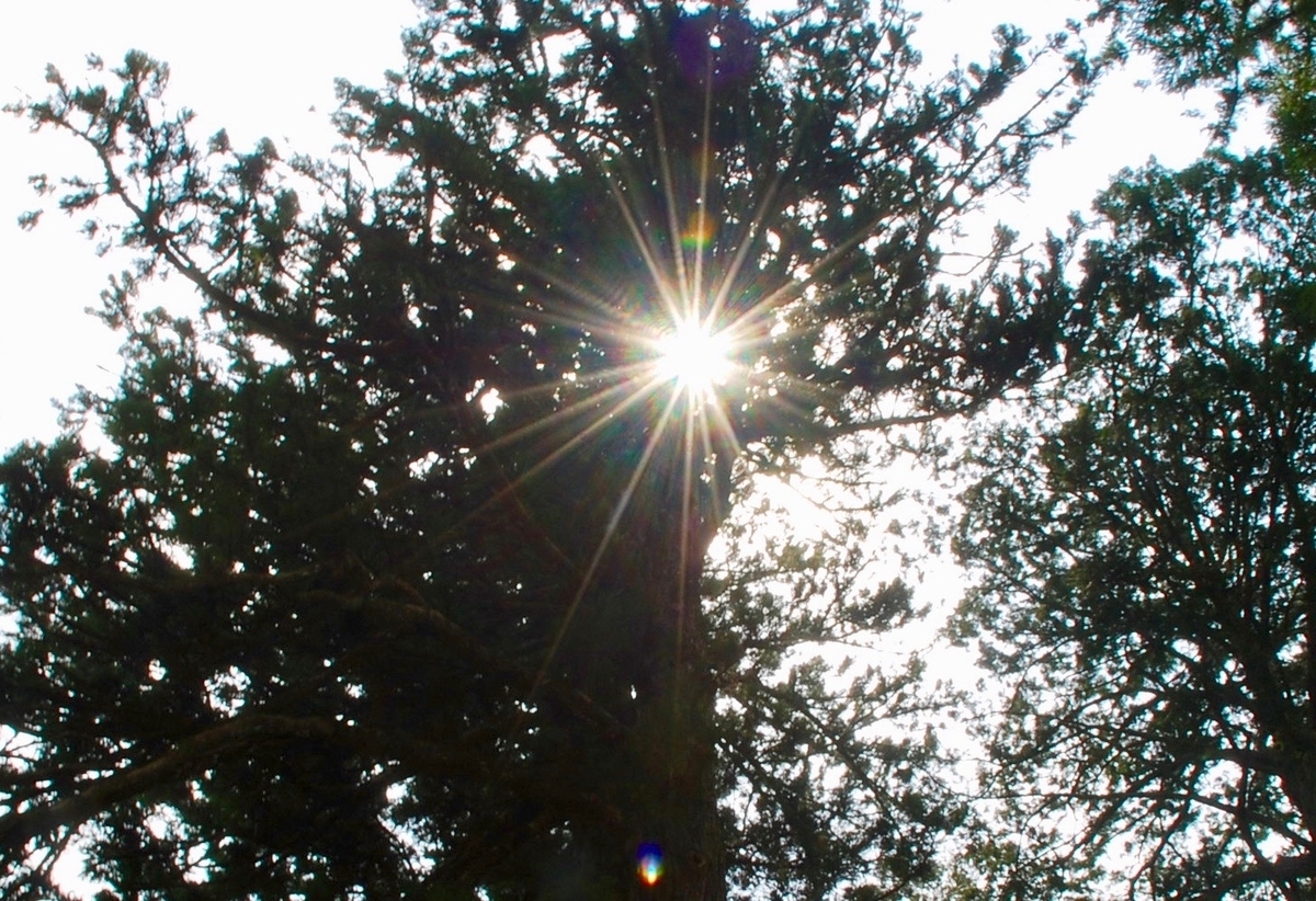 f:id:twinklesachiko:20190515223456j:plain f:id:twinklesachiko:20190515223456j:plain