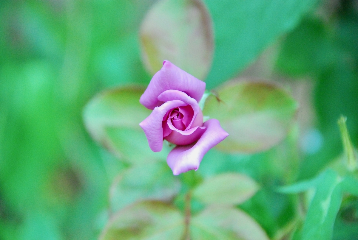 f:id:twinklesachiko:20190515223836j:plain f:id:twinklesachiko:20190515223836j:plain