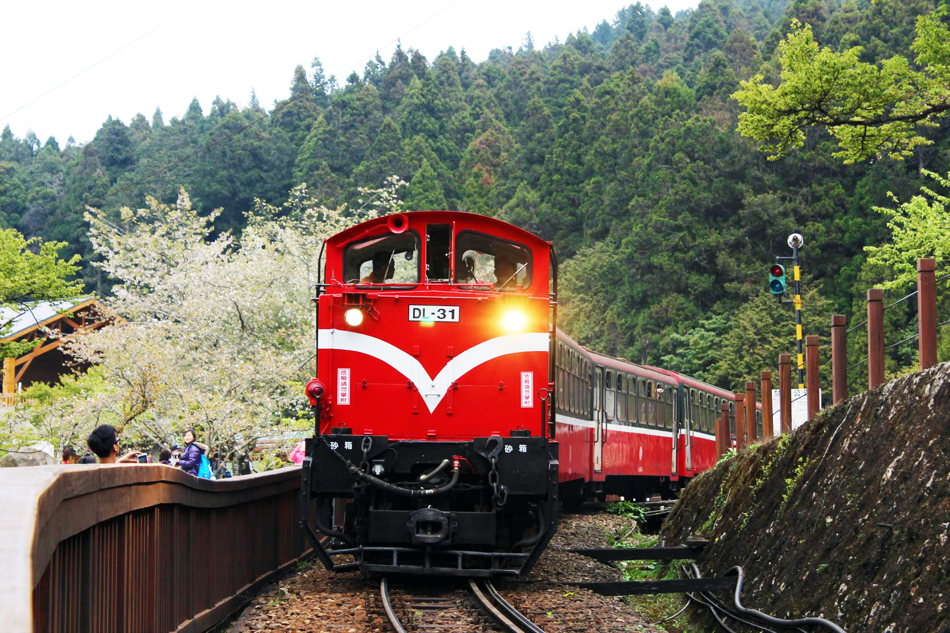 阿里山森林鉄道に乗って台湾の桜を見る 台湾一周巡検 07-01 - twinrail.log