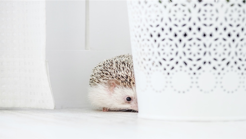 f:id:twinray_hanabi:20191207214552j:image f:id:twinray_hanabi:20191207214552j:image