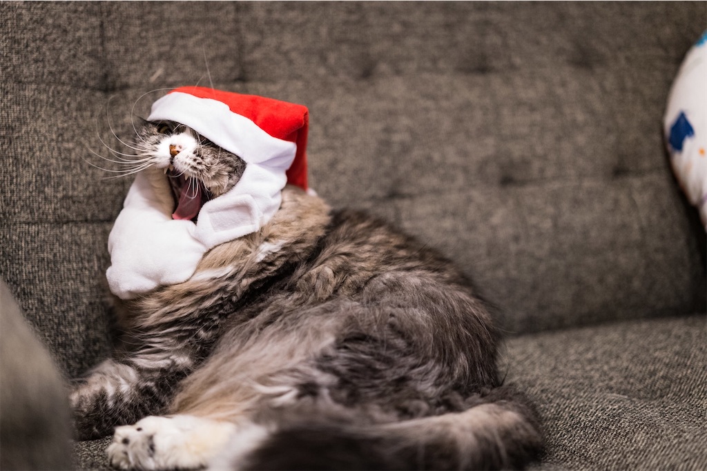 f:id:twinray_hanabi:20191224183345j:image f:id:twinray_hanabi:20191224183345j:image