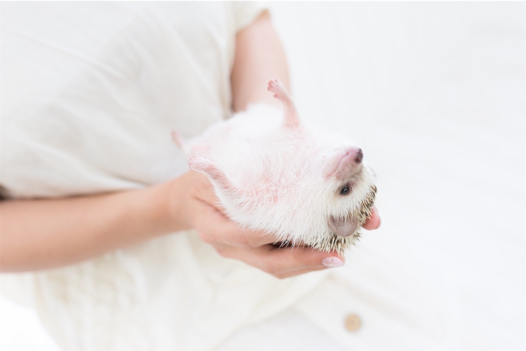 f:id:twinray_hanabi:20191231173224j:image