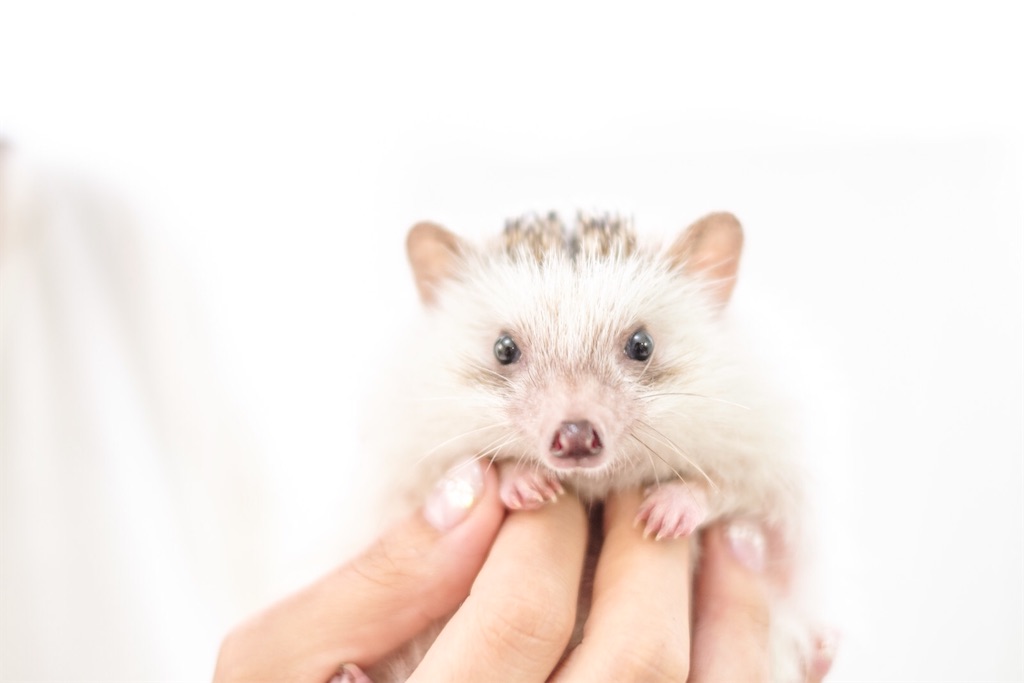 f:id:twinray_hanabi:20191231173904j:image