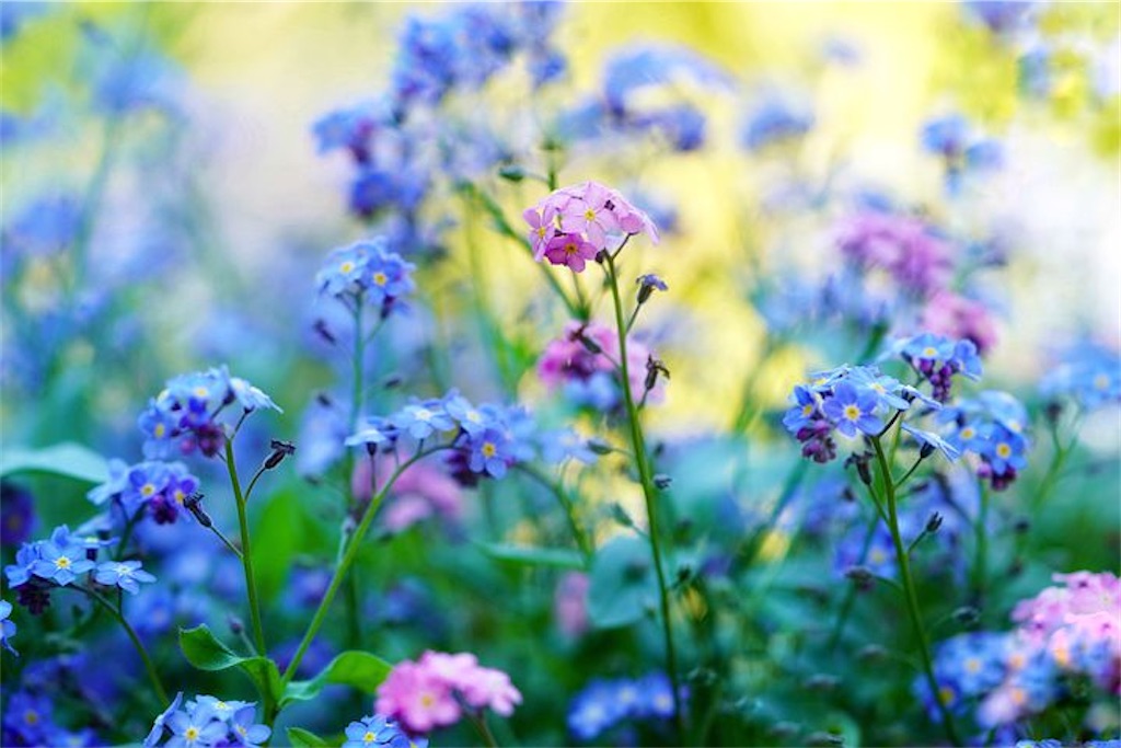 f:id:twinray_hanabi:20200511134452j:image