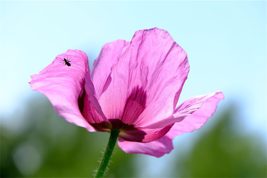 f:id:twinray_hanabi:20200522183314j:image f:id:twinray_hanabi:20200522183314j:image
