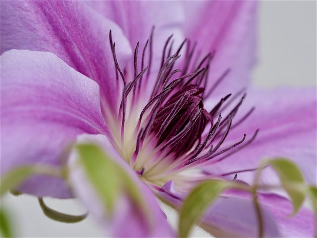f:id:twinray_hanabi:20200720112807j:image