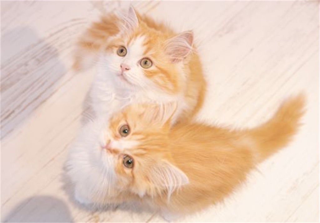 f:id:twinray_hanabi:20200820113902j:image f:id:twinray_hanabi:20200820113902j:image