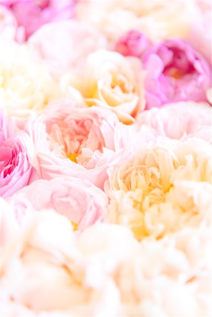 f:id:twinray_hanabi:20200920093155j:image f:id:twinray_hanabi:20200920093155j:image