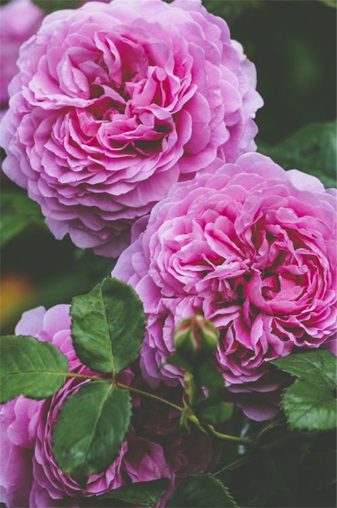 f:id:twinray_hanabi:20201003145121j:image f:id:twinray_hanabi:20201003145121j:image