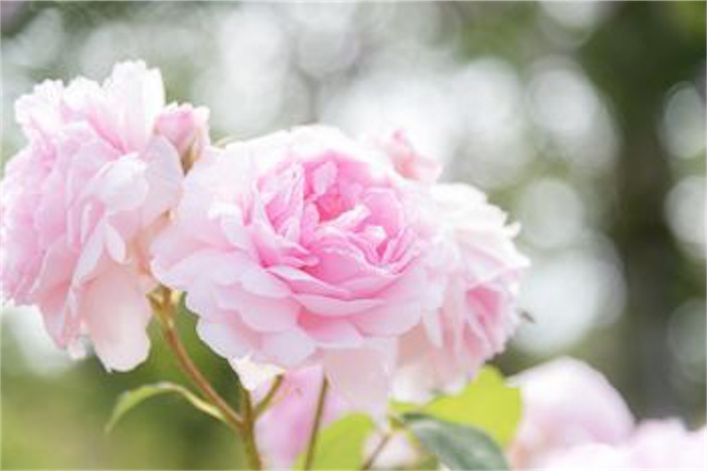 f:id:twinray_hanabi:20201009120215j:image