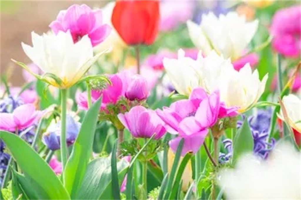 f:id:twinray_hanabi:20201208105855j:image