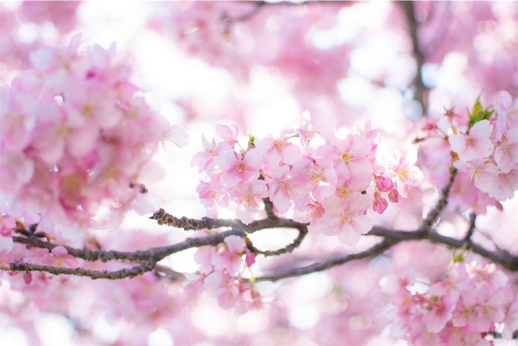 f:id:twinray_hanabi:20201209163011j:image f:id:twinray_hanabi:20201209163011j:image