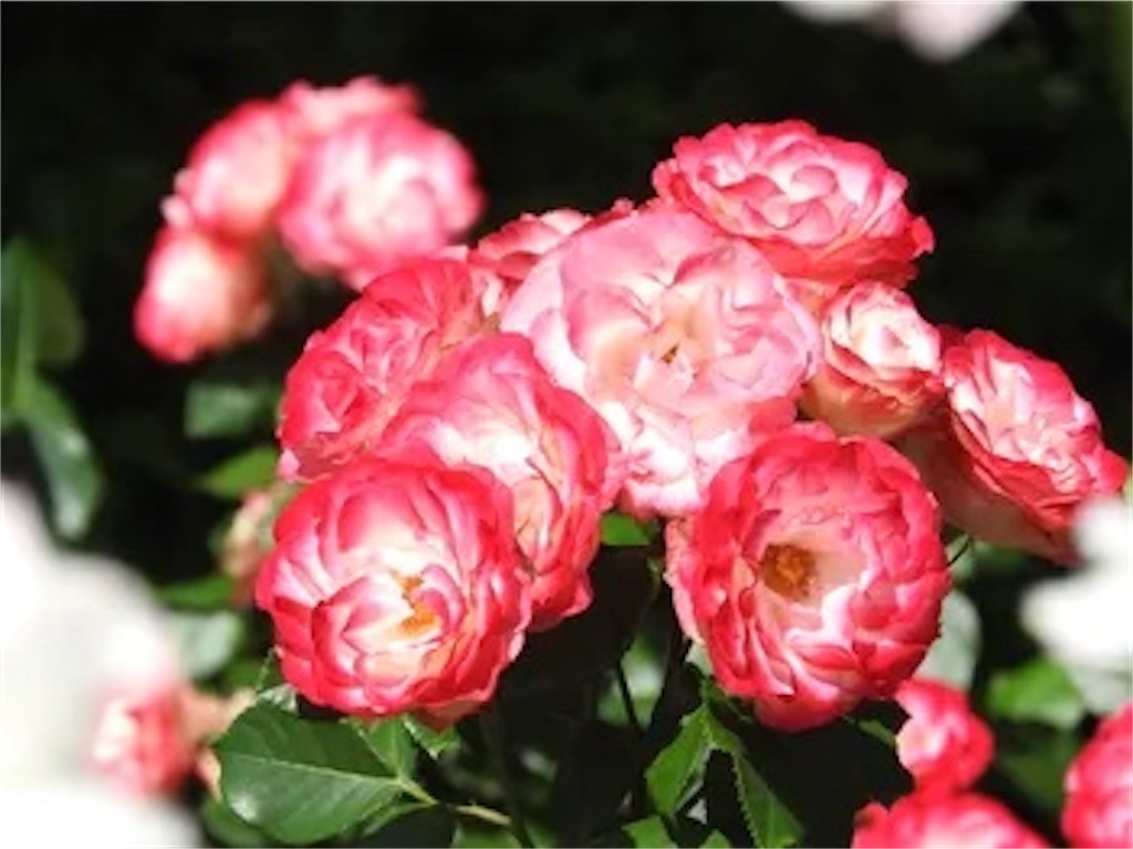 f:id:twinray_hanabi:20201215160354j:image