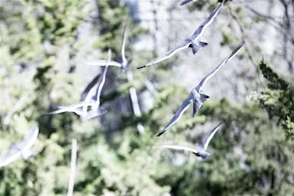 f:id:twinray_hanabi:20201218083455j:image f:id:twinray_hanabi:20201218083455j:image