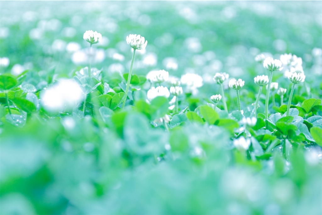 f:id:twinray_hanabi:20201229075656j:image