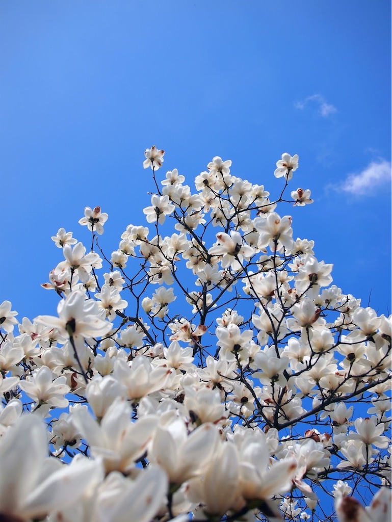 f:id:twinray_hanabi:20210318180738j:image