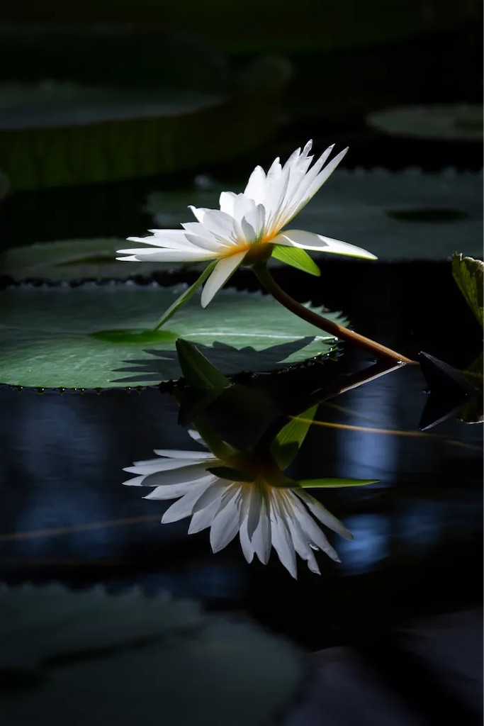 f:id:twinray_hanabi:20210509150924j:image