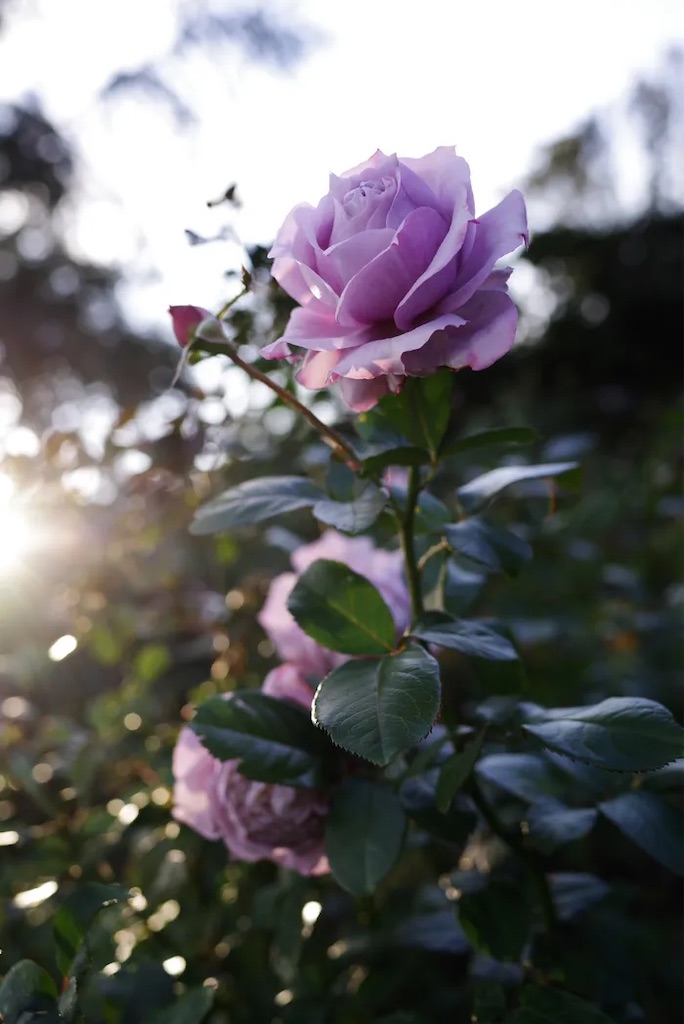 f:id:twinray_hanabi:20211105212820j:image
