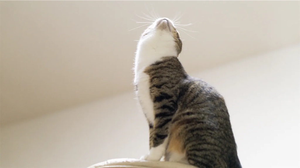 f:id:twinray_hanabi:20220310160840j:image