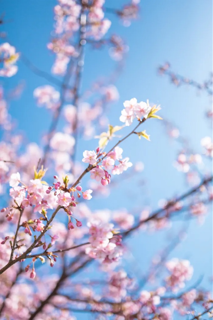 f:id:twinray_hanabi:20220401183826j:image